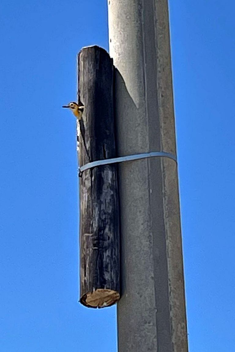 Los carpinteros pueden armar sus nidos en las maderas adheridas a los postes de cemento