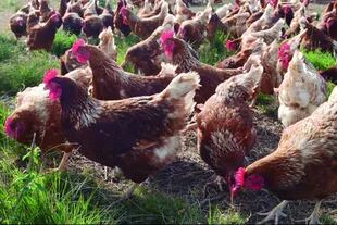 Carrefour comenzó a vender huevos de gallinas libres de jaulas