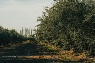 Gli uliveti, un elemento importante del paesaggio di Mendoza