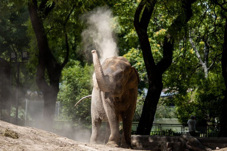 Mara, la elefanta que será trasladada a Brasil, en el recinto del Ecoparque porteño