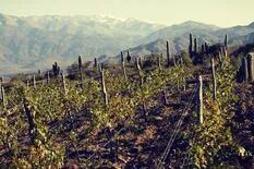 Vendimia: ¿cuáles de estas rutas del vino conocés, más allá de Cuyo?