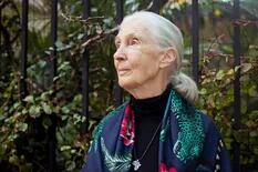 Jane Goodall: "Tenemos que encontrar una nueva economía verde"