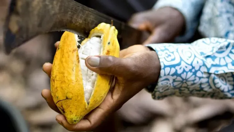 Las mazorcas de cacao deben dividirse para extraer los granos que luego se fermentan