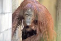 Inminente traslado de la orangutana Sandra a un santuario en Estados Unidos
