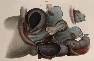 Los textos de anatomía de principios del siglo XIX señalaban la existencia del clítoris pero creían que no tenía importancia para la expresión sexual femenina. (Sistema reproductor femenino con detalle que muestra el clítoris. 1827)