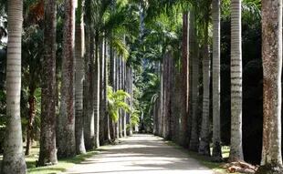 La pasarela de palmeras imperiales es una de las postales más reconocidas de este jardín.