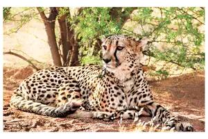 Avistan un guepardo sahariano por primera vez en 10 años