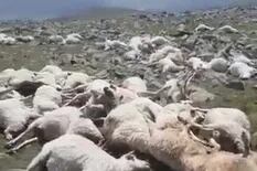 Cayó un rayo y mató a más de 500 ovejas que pastaban en un monte