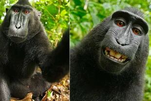 El mono crestado negro se tomó una autofoto y disparó una disputa legal