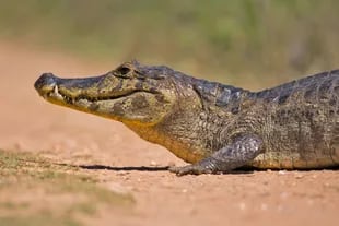 El caimán tenía sujetado entre sus dientes las patas de la mascota pero el hombre logró abrir las fauces del reptil y liberar a su mascota