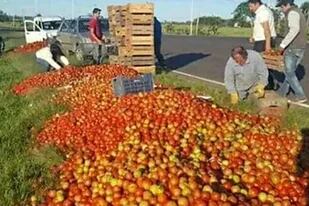 Viven un drama y arrojan a las rutas miles de kilos de tomates