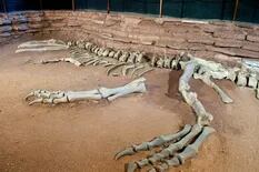 Cómo era el giganotosaurio, el nuevo “villano” de “Jurassic World: Dominio”, que fue hallado en la Argentina