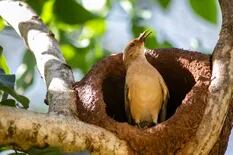 El hornero, el ave nacional que se luce con nidos perfectos
