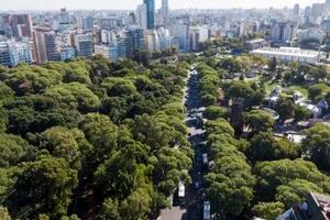 Más árboles en las ciudades, menos muertes por calor