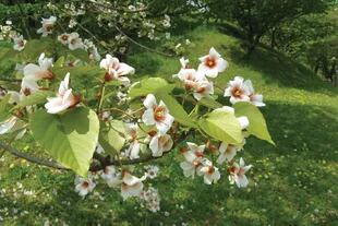 Vernicia fordii, el árbol del tung o nuez de tung. Es un árbol de gran porte y de muy bella floración. Las hojas y semillas contienen una saponina tóxica, por lo cual su consumo no está recomendado. 