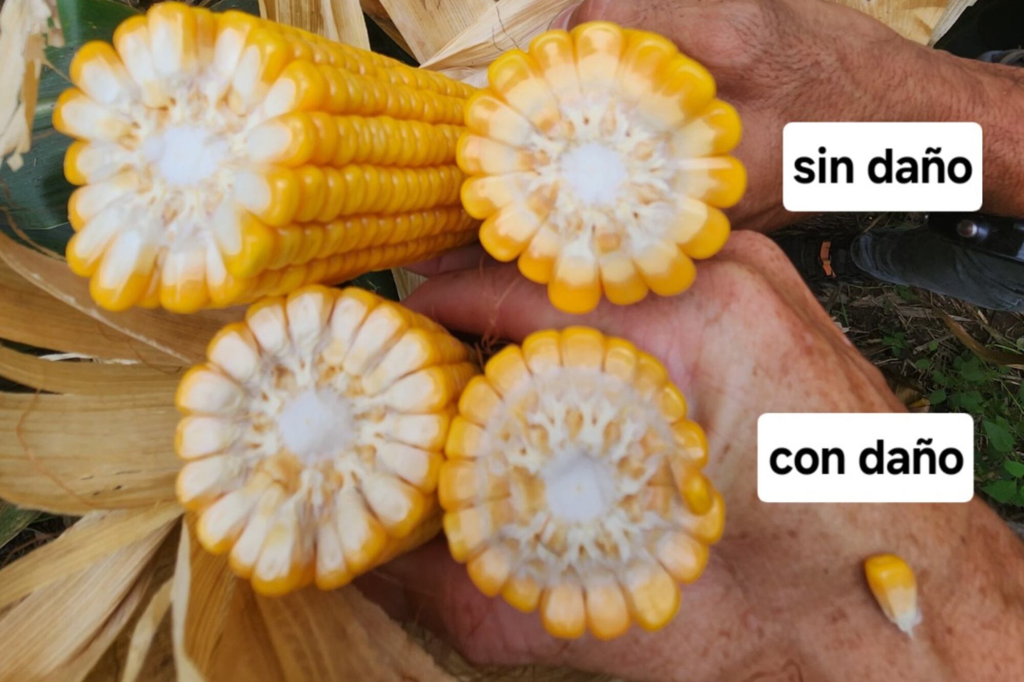 Los productores temen que la plaga afecte a próximas siembras de maíz tardío