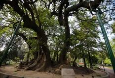 De los árboles sobrevivientes de Hiroshima al "de Buda" , estos son los ejemplares notables de la ciudad