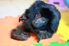 Declaran sujeto de derecho al mono rescatado del maltrato en Belgrano