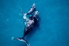 ¿Por qué las ballenas y los delfines son tan importantes para el medio ambiente?