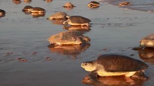 Las tortugas son pequeñas y están en peligro de extinción. Fuente: Oceana.