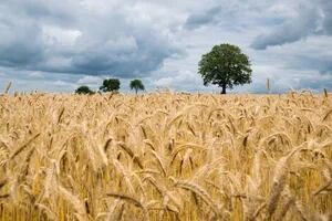 Las relaciones de precios entre el trigo y los insumos permiten canjes favorables