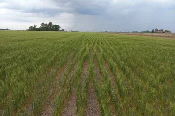 Para sembrar trigo con perspectivas de rindes rentables hacen falta 300 milímetros de lluvia