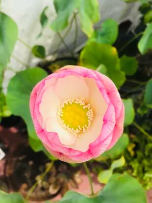 Una flor de loto cultivado en una terraza 