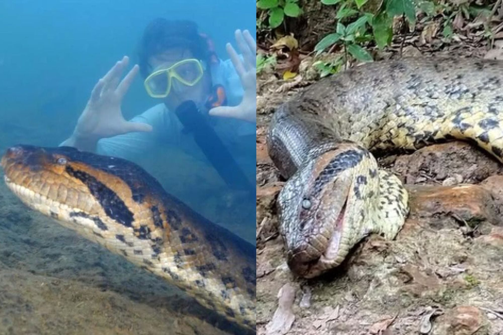 Murió la anaconda más grande del mundo, que fue descubierta en el Amazonas hace semanas