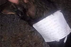 La increíble carta con la que volvió a su hogar un perro perdido que se volvió viral
