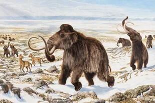 Recuperan el ADN de los mamuts más antiguos del mundo: vivieron hace un millón de años