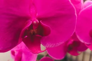 Vibrante, intenso y positivo, orchid flower es el tono que se convierte en tendencia este año
