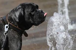 Un perro bebe agua de una fuente en un caluroso día de verano en Bruselas, Bélgica