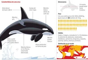 Características de una orca