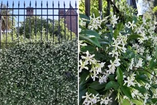 Cinco jazmines para perfumar y vestir de blanco tu jardín - LA NACION