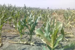 Un lote de maíz afectado por la falta de lluvias en Noetinger