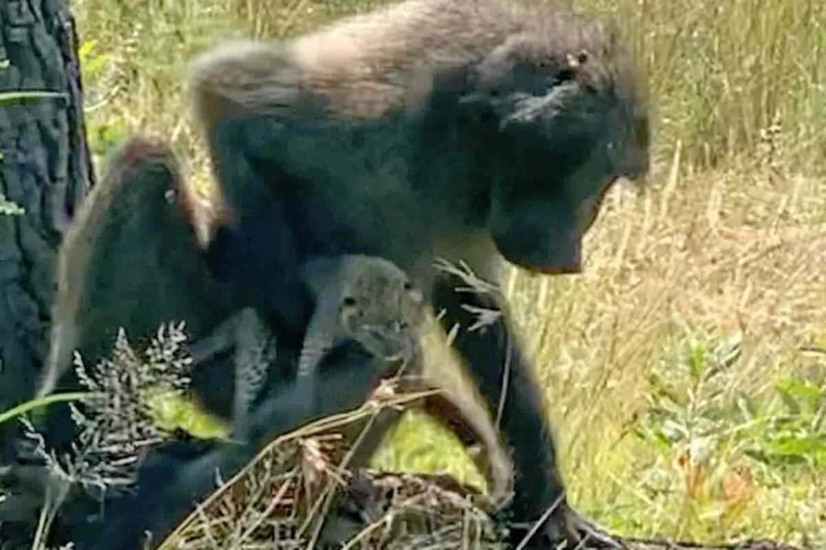 Misterio natural: los babuinos roban y transportan cachorros leopardos - LA NACION