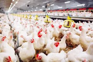 Satisfacción en la industria avícola por una gestión de Massa en China