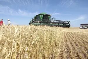 Un grupo argentino compró una empresa de trigo de Brasil y prepara una expansión en EE.UU., Canadá y Europa