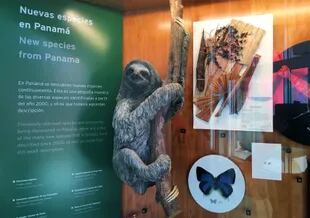 Un panel muestra que en Panamá se descubre nuevas especies de plantas y animales permanentemente