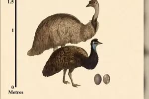 Descubren un enorme huevo de emú “enano” extinto hace 200 años