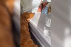 Video: un perro confundió a sus dueños con un almohadón con sus caras impresas