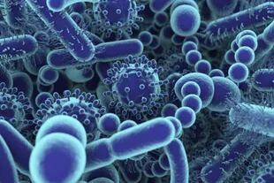 Microbioma: un ejército de bacterias saludables y diversas que viven en tu intestino (Foto: Archivo)