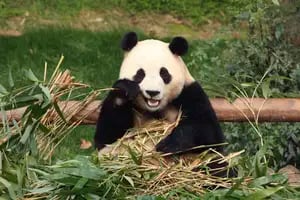 Así fue la emotiva despedida del famoso panda Fu Bao en Corea del Sur