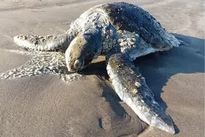 Una tortuga verde fue rehabilitada de un grave cuadro de hipotermia y pudo volver al mar