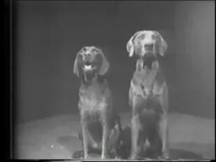 Dog Duet, William, Wegman, video, 1975-76