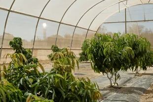 A greenhouse near the Solar Tower in Ashalim, Israel on July 4, 2022.
