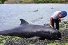Isla Mauricio: hallan delfines muertos en la costa luego del derrame de petróleo