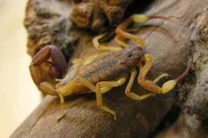 Una plaga de escorpiones atormenta a Egipto: hay más de 500 personas hospitalizadas