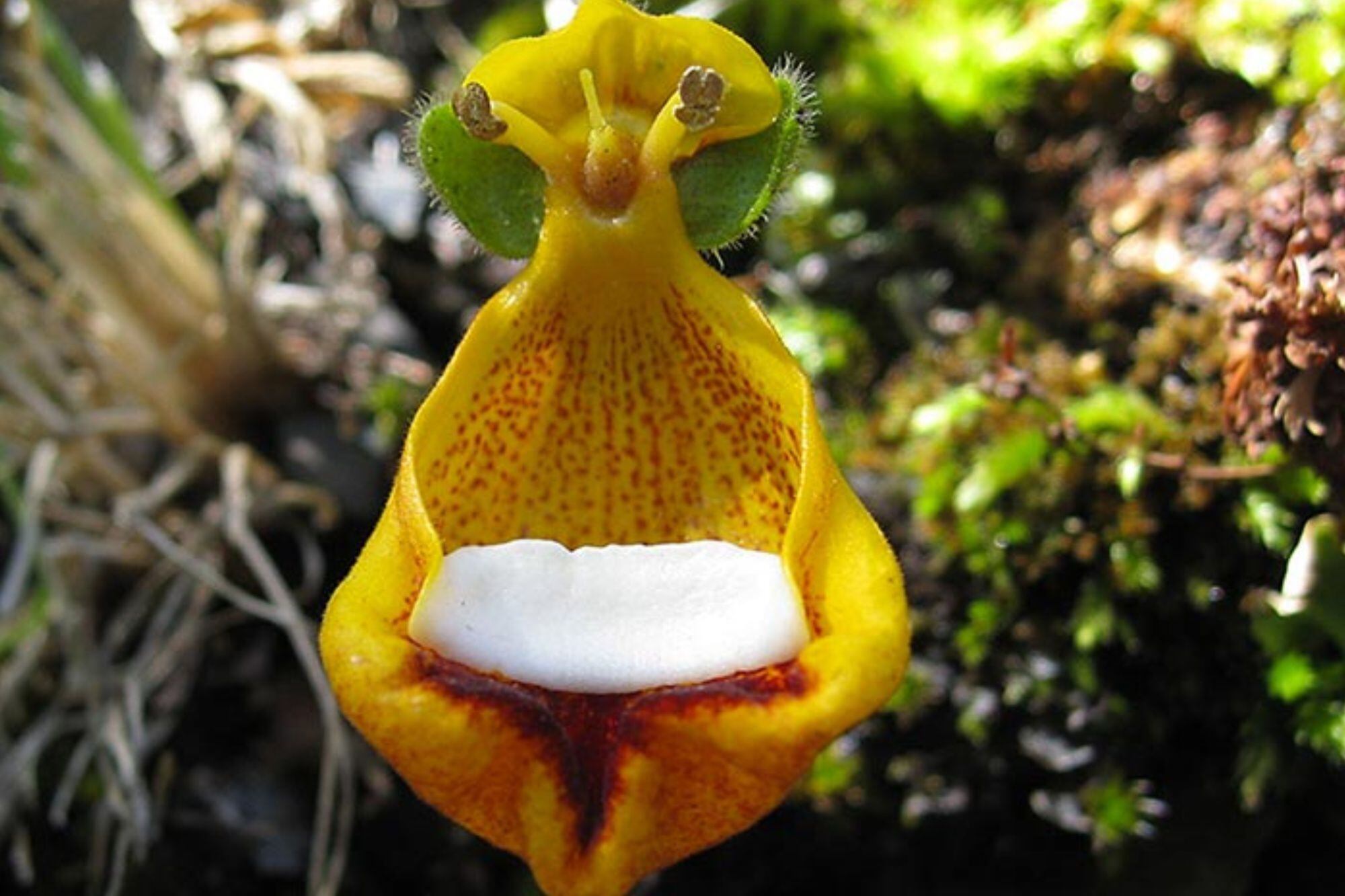 Цветок счастливый инопланетянин кальцеолярия Унифлора Calceolaria uniflora
