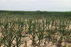Sequía: calculan el quebranto de los productores y cómo un impuesto ayudará al Estado